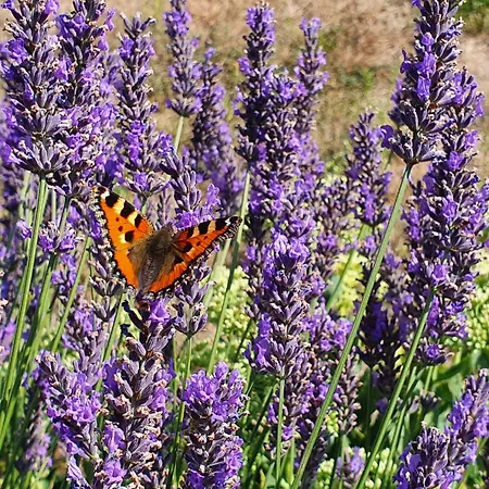 Modrzewiowy Zakatek By Interhome